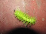 Bush-like caterpillar